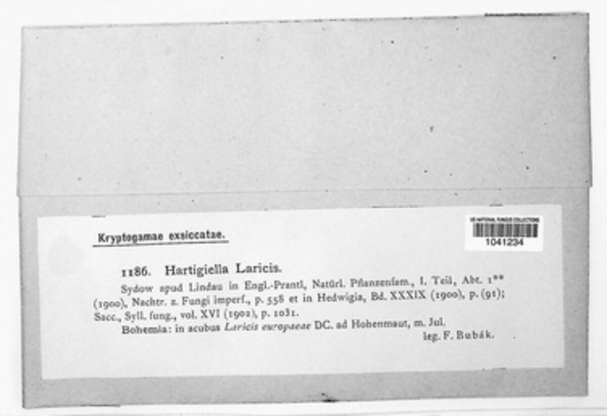 Rhabdocline laricis image